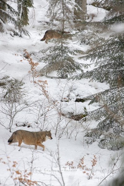 Loup gris (Canis lupus)