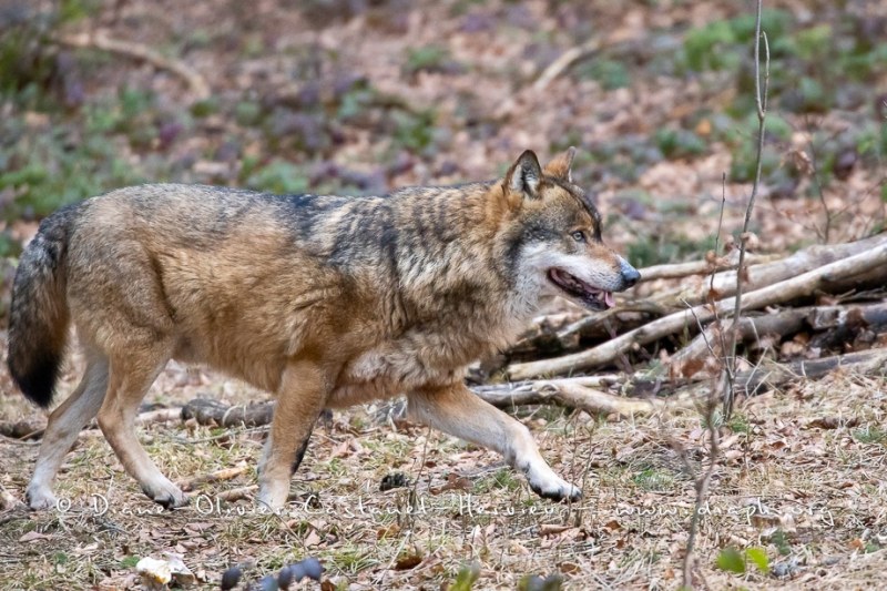 Loup gris (Canis lupus)