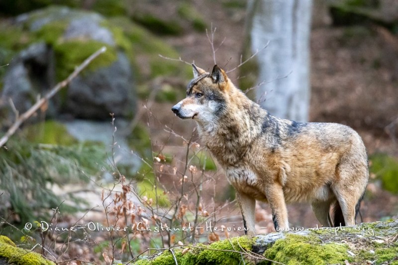 Loup gris (Canis lupus)