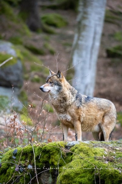 Loup gris (Canis lupus)