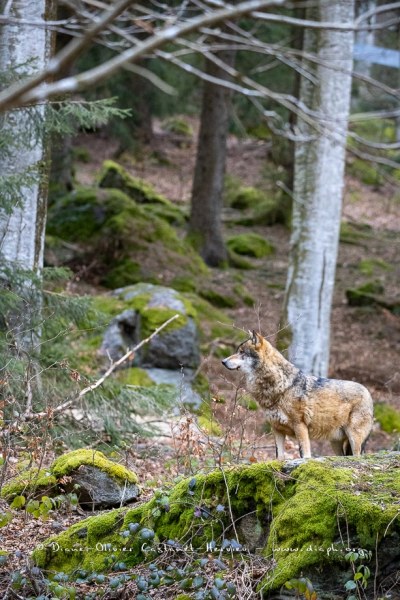 Loup gris (Canis lupus)