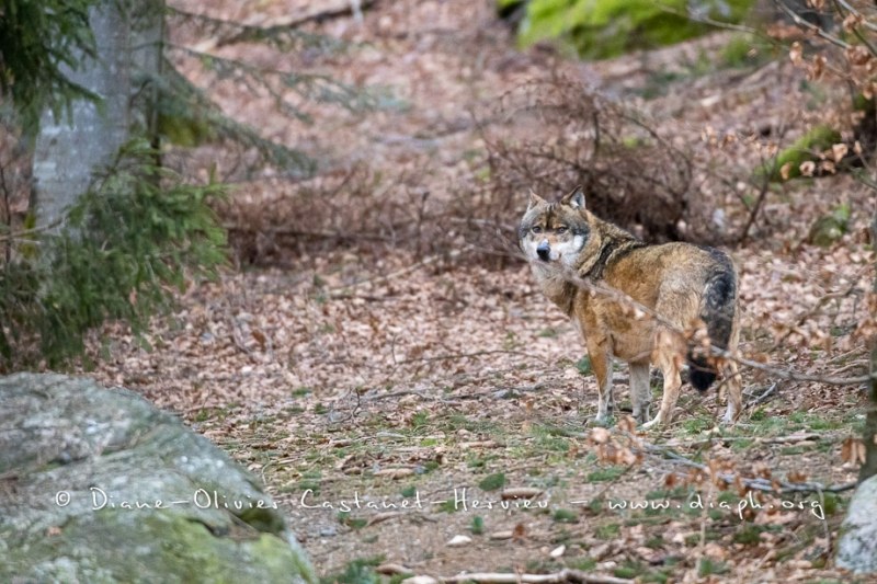 Loup gris (Canis lupus)