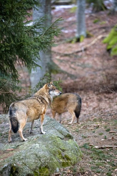 Loup gris (Canis lupus)