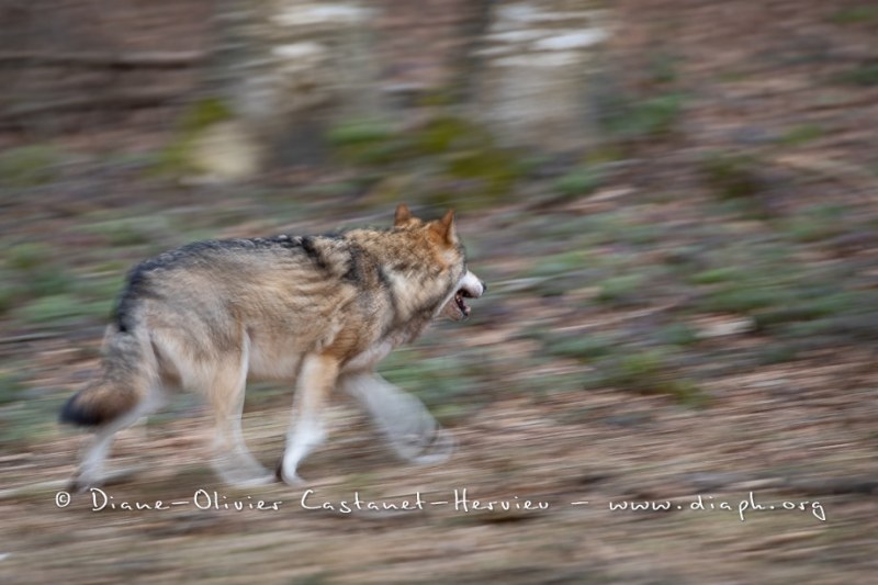 Loup gris (Canis lupus)