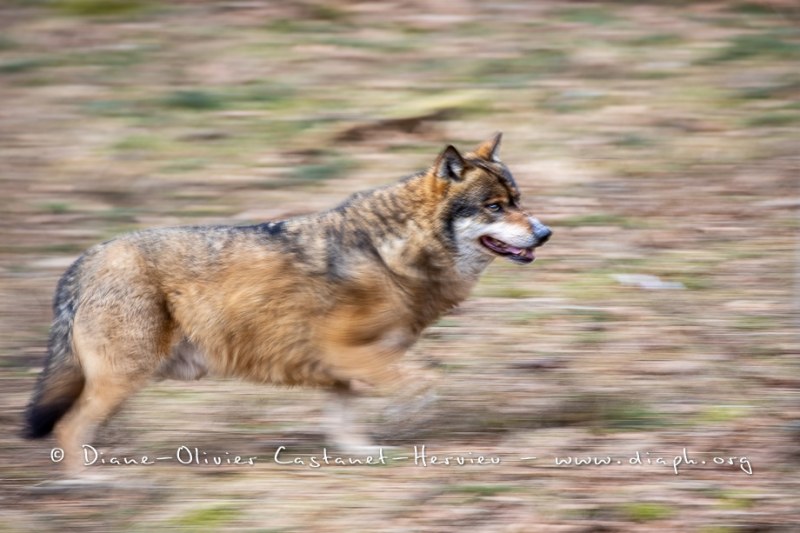 Loup gris (Canis lupus)