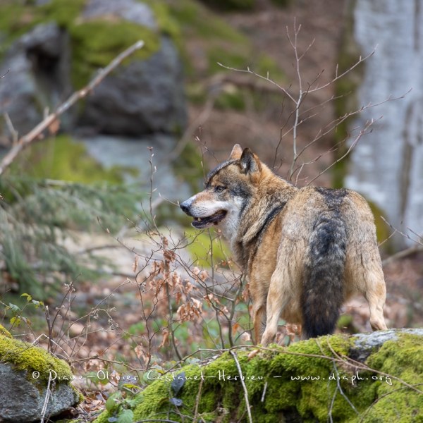 Loup gris (Canis lupus)