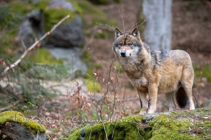 Loup gris (Canis lupus)