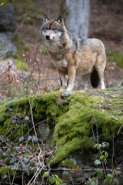 Loup gris (Canis lupus)