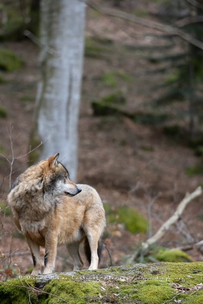 Loup gris (Canis lupus)