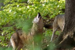 Loup gris (Canis lupus)