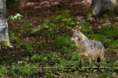 Loup gris (Canis lupus)