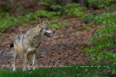 Loup gris (Canis lupus)