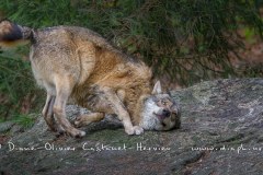 Loup gris (Canis lupus)