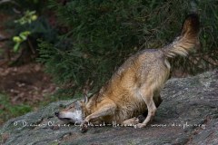 Loup gris (Canis lupus)