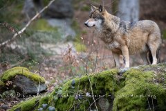 Loup gris (Canis lupus)