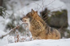 Loup gris (Canis lupus)