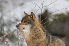 Loup gris (Canis lupus)