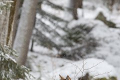 Loup gris (Canis lupus)