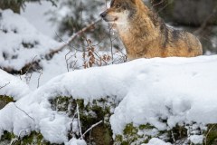 Loup gris (Canis lupus)