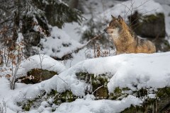 Loup gris (Canis lupus)