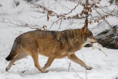 Loup gris (Canis lupus)