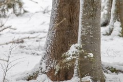 Loup gris (Canis lupus)