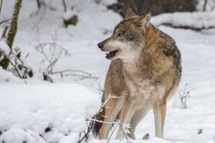 Loup gris (Canis lupus)