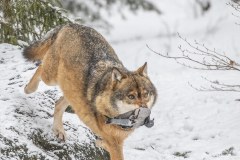 Loup gris (Canis lupus)