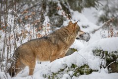 Loup gris (Canis lupus)