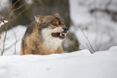 Loup gris (Canis lupus)