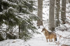 Loup gris (Canis lupus)