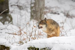 Loup gris (Canis lupus)