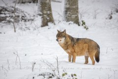 Loup gris (Canis lupus)