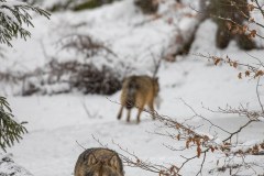 Loup gris (Canis lupus)