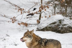 Loup gris (Canis lupus)