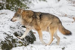 Loup gris (Canis lupus)