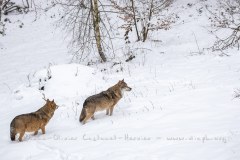 Loup gris (Canis lupus)