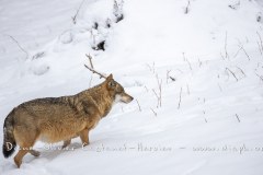 Loup gris (Canis lupus)