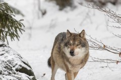 Loup gris (Canis lupus)