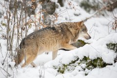 Loup gris (Canis lupus)