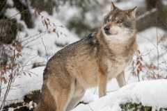 Loup gris (Canis lupus)