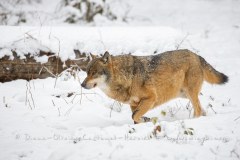 Loup gris (Canis lupus)