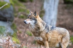 Loup gris (Canis lupus)