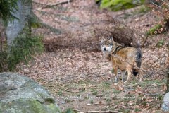 Loup gris (Canis lupus)