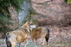 Loup gris (Canis lupus)