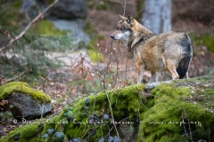 Loup gris (Canis lupus)