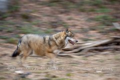 Loup gris (Canis lupus)