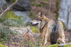 Loup gris (Canis lupus)