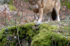 Loup gris (Canis lupus)