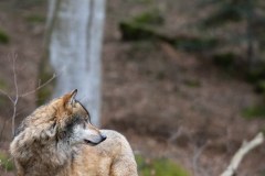 Loup gris (Canis lupus)